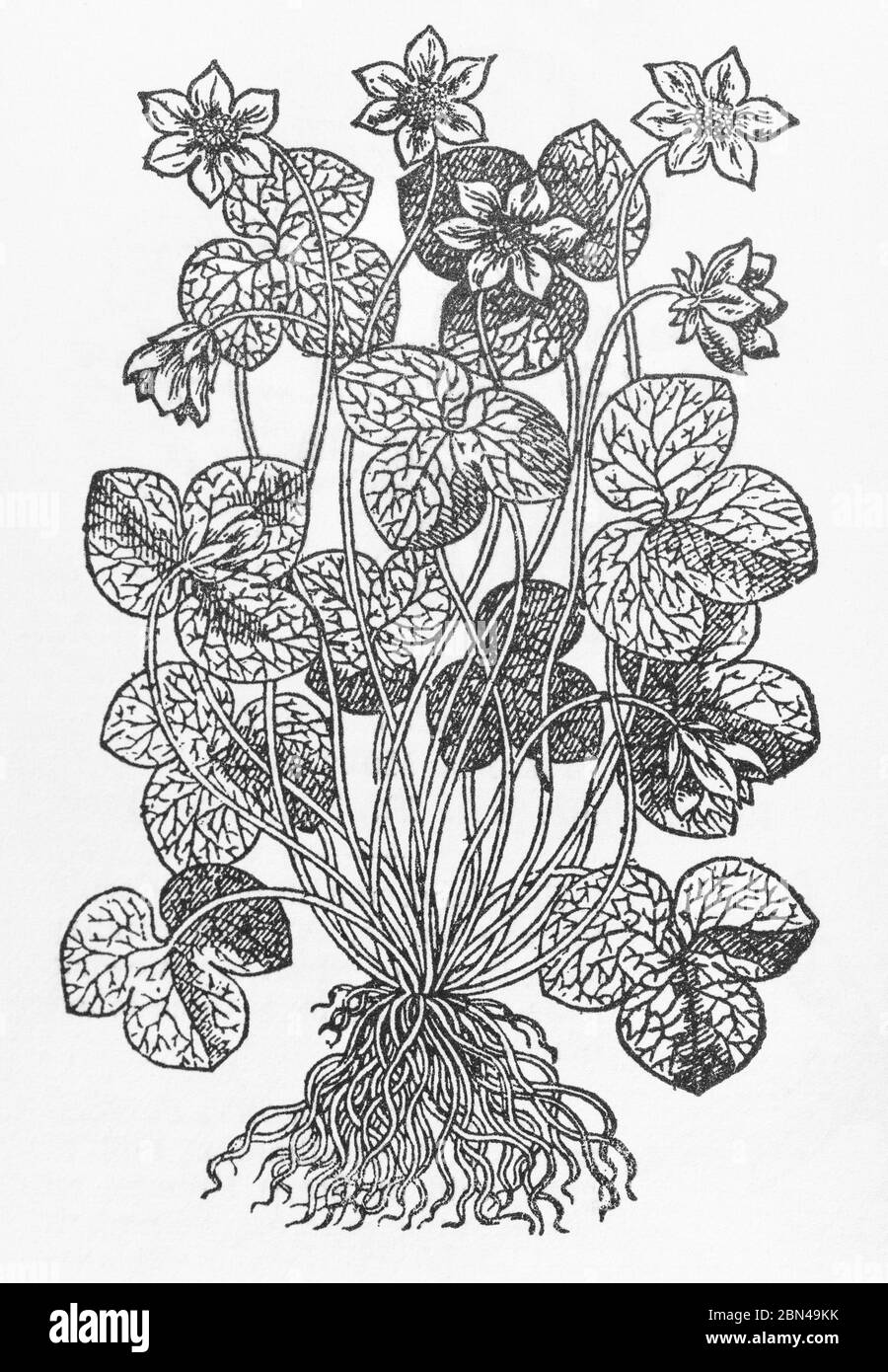 Noble Liverwort / Hepatica triloba plant woodcut from Gerarde's Herball, History of Plants. He refers to it as Hepatica trifolia rubra. P1032 Stock Photo