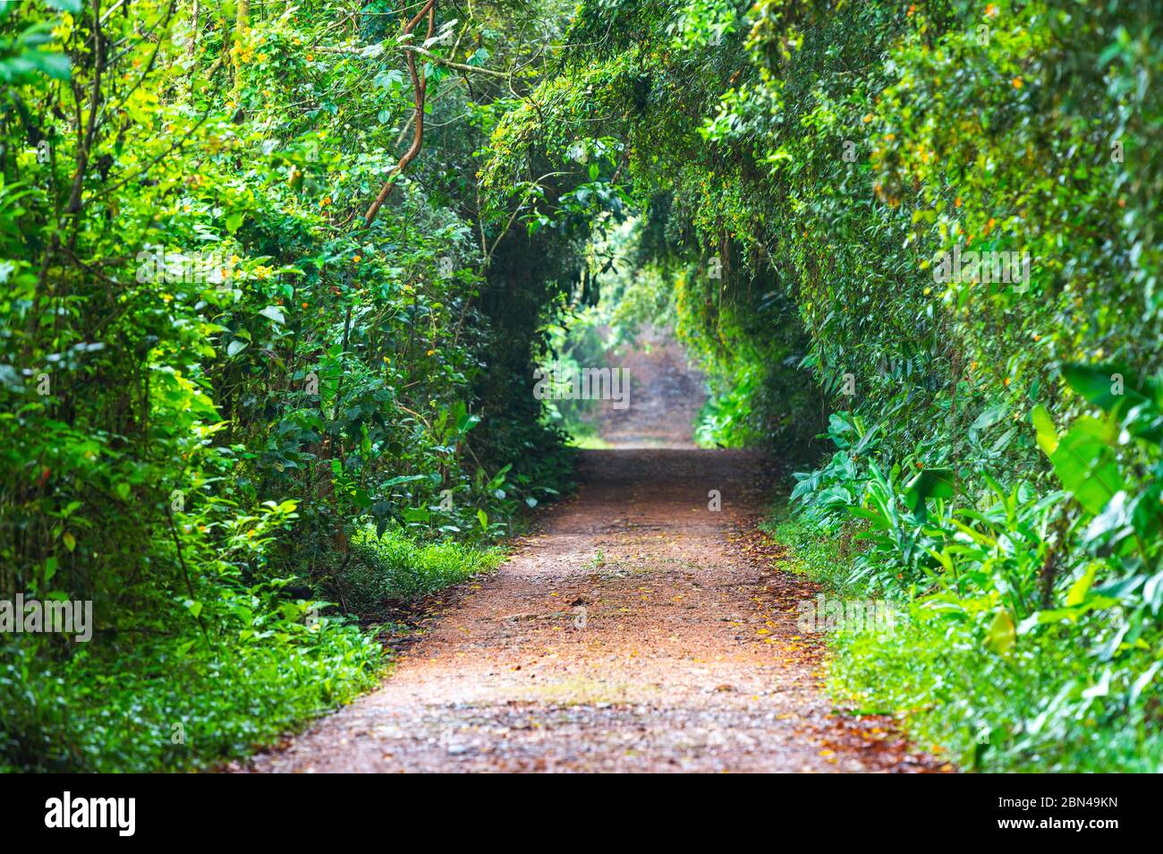 Ecological Road in the cloud forest and bird watching village of Mindo, Ecuador. Stock Photo