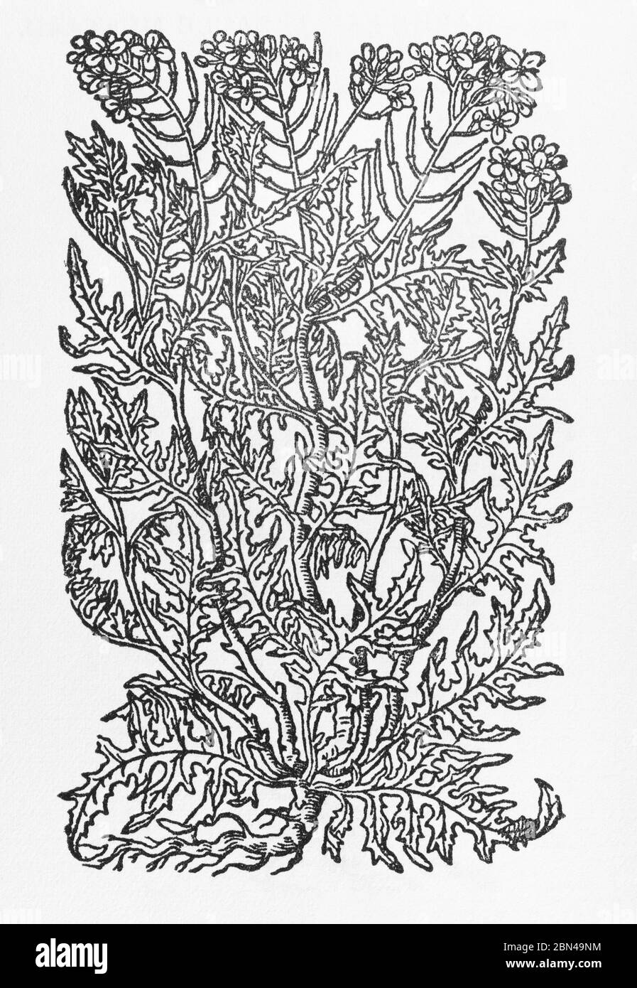 Black Mustard / Sinapis nigra woodcut from Gerarde's Herball, History of Plants. He calls it Field Mustard / Sinapi Sativum alterum. P189 Stock Photo