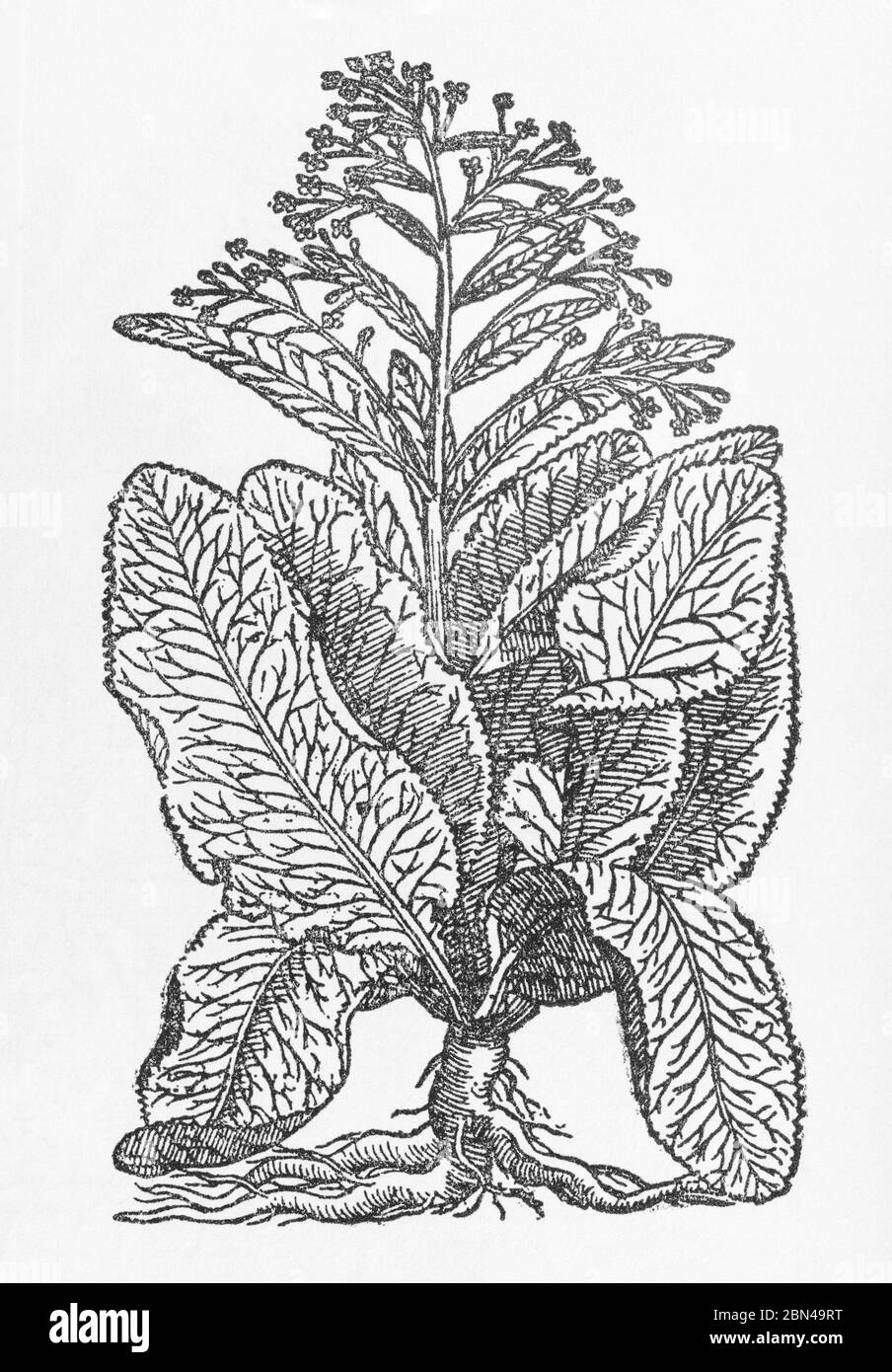 Horse-Radish / Cochlearia armoracia plant woodcut from Gerarde's Herball, History of Plants. He refers to it as Raphanus rusticanus. P187 Stock Photo