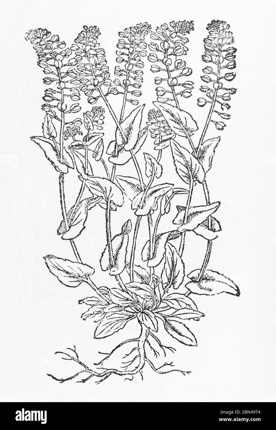 Woodcut identified as Hoary Mustard / Thlaspi incanum in Gerarde's Herball, History of Plants. P208 May be Perfoliate Penny-Cress, Thlaspi perfoliatum Stock Photo