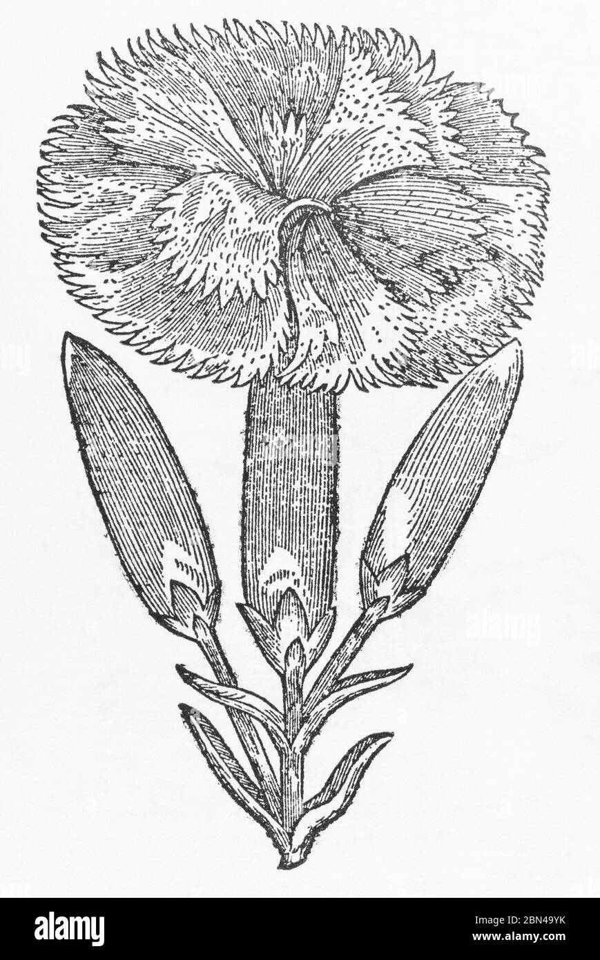 Great Double Carnation plant woodcut from Gerarde's Herball, History of Plants. He refers to it as Caryophyllus maximus multiplex. P472 Stock Photo