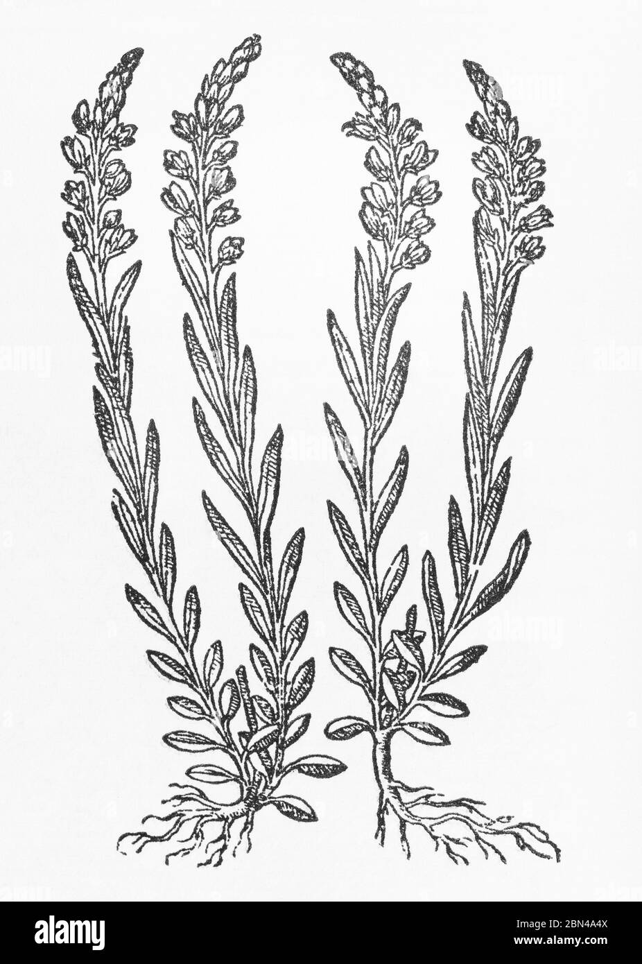 Common Milkwort / Polygala vulgaris woodcut from Gerarde's Herball, History of Plants. He calls it White Milkwort / Polygala albis floribus. P4 Stock Photo