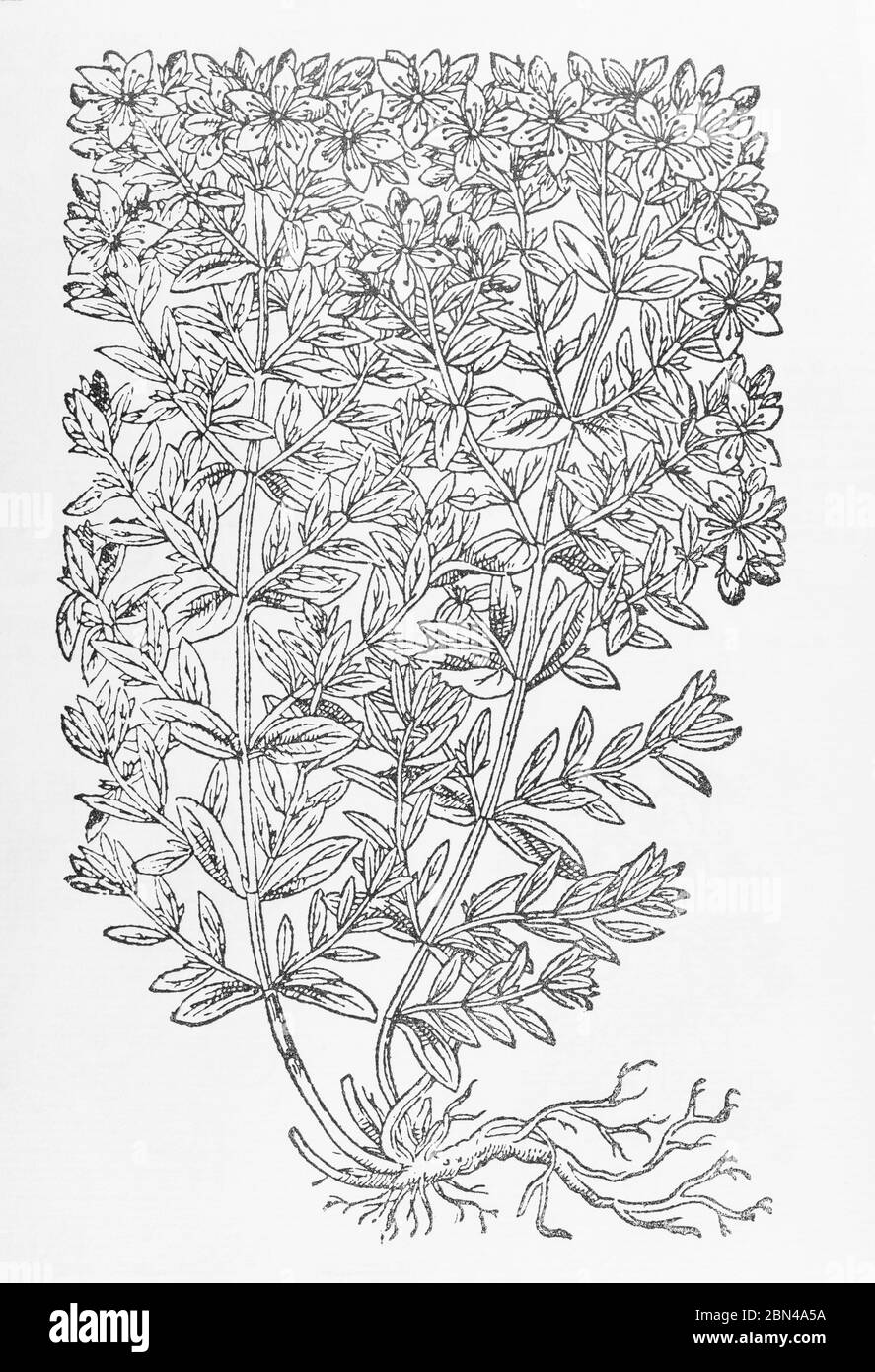 St. Johns Wort / Hypericum perforatum plant woodcut from Gerarde's Herball, History of Plants. P432. Well known herbal medicinal plant. Stock Photo