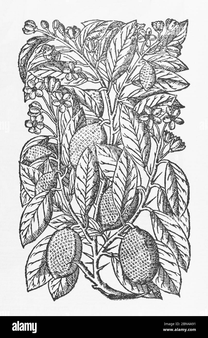 Lemon tree / Citrus limonum plant woodcut from Gerarde's Herball, History of Plants. He refers to it as Malus Limonia. P1278 Stock Photo
