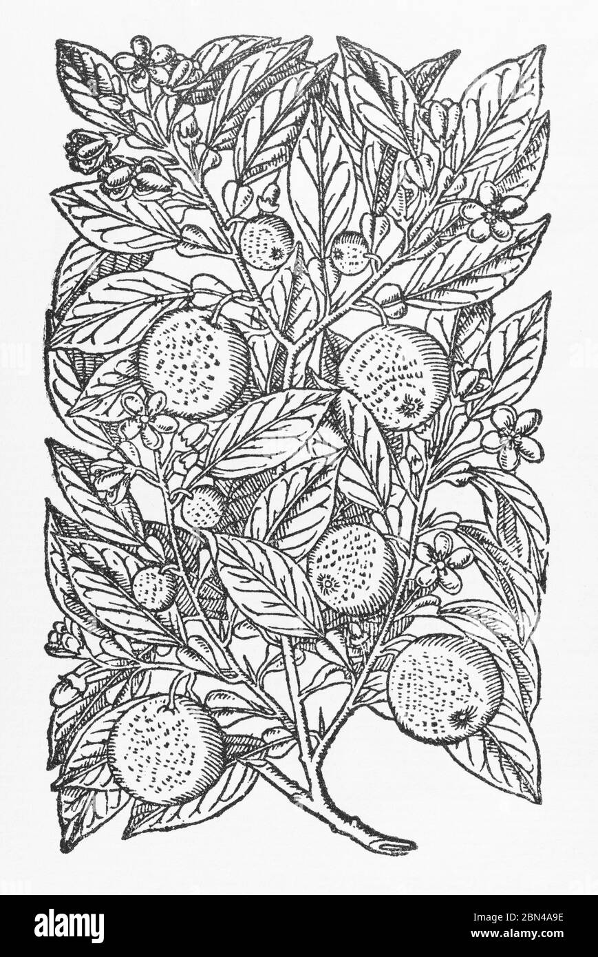 Orange Tree / Citrus aurantium plant woodcut from Gerarde's Herball, History of Plants. He refers to it as Malus arantia. P1279 Stock Photo