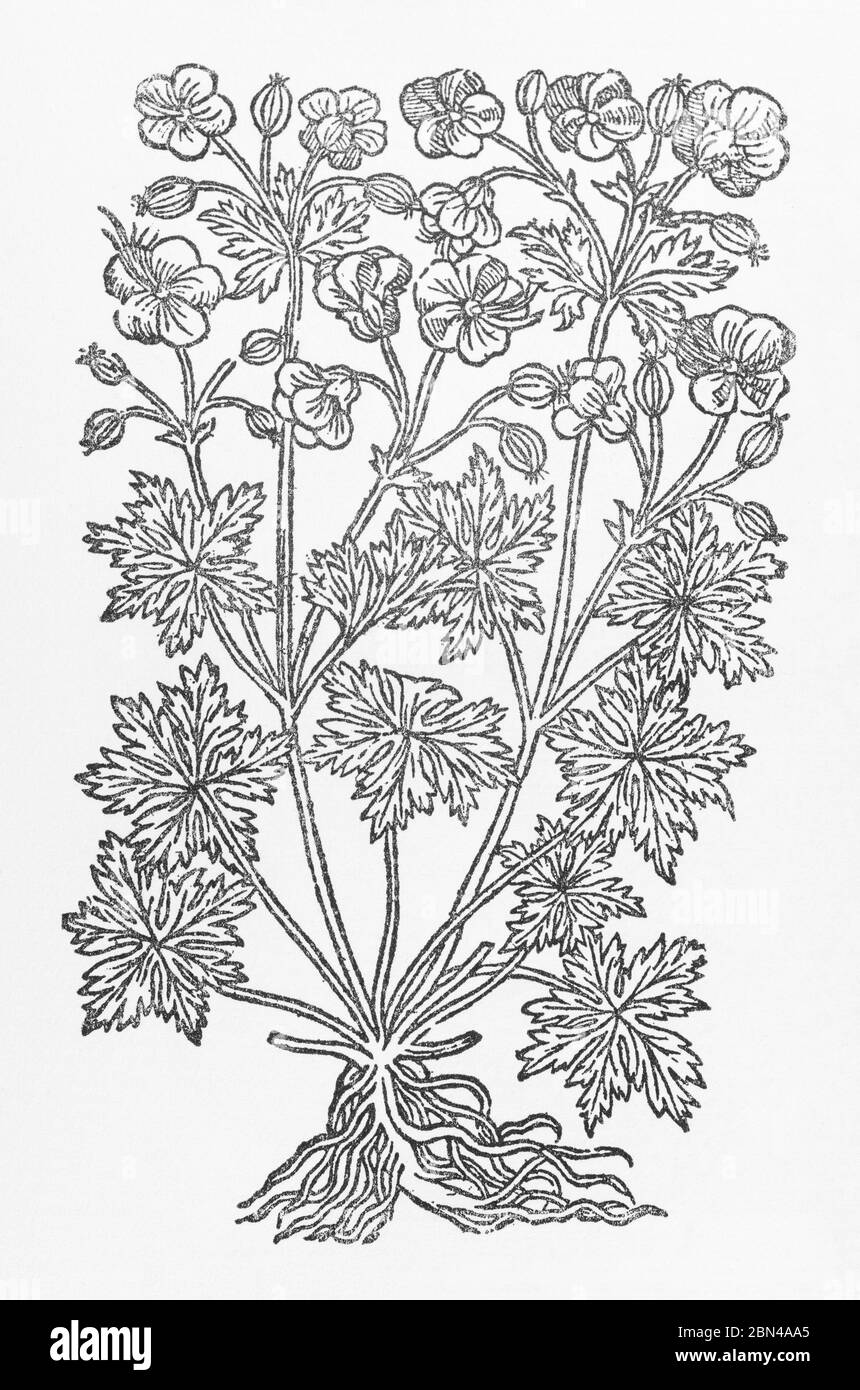 Meadow Crane's-Bill / Geranium pratense woodcut from Gerarde's Herball, History of Plants. He calls it White Crowfoot Cranes Bill. P797 Stock Photo