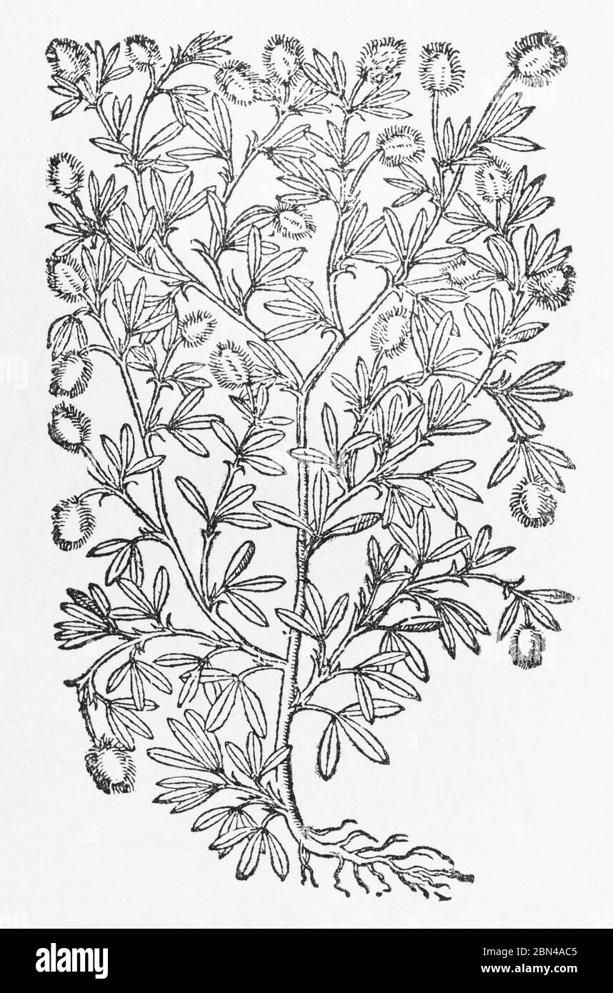 Hare's-foot clover / Trifolium arvense plant woodcut from Gerarde's Herball, History of Plants. He refers to it as Lagopodium Pes leporis. P1023 Stock Photo