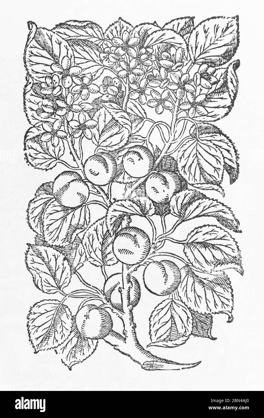 Apricot Tree / Prunus armeniaca woodcut from Gerarde's Herball, History of Plants. He refers to it as Greater Apricot / Armeniaca Malus major. P1260 Stock Photo