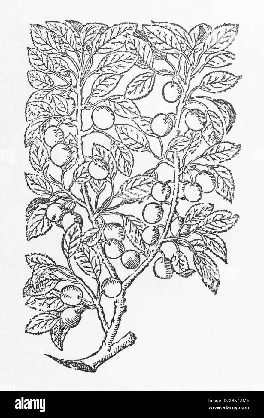 Damson Plum Tree High Resolution Stock Photography and Images Alamy