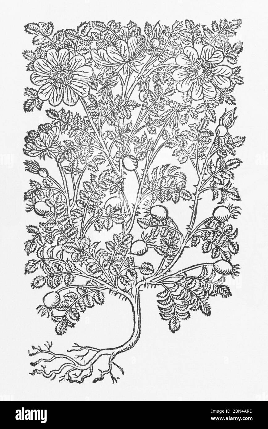 Pimpernel Eglantine Rose / Rosa sylvestris plant woodcut from Gerarde's Herball, History of Plants. He refers to it as Rosa Pimpinella. P1088 Stock Photo