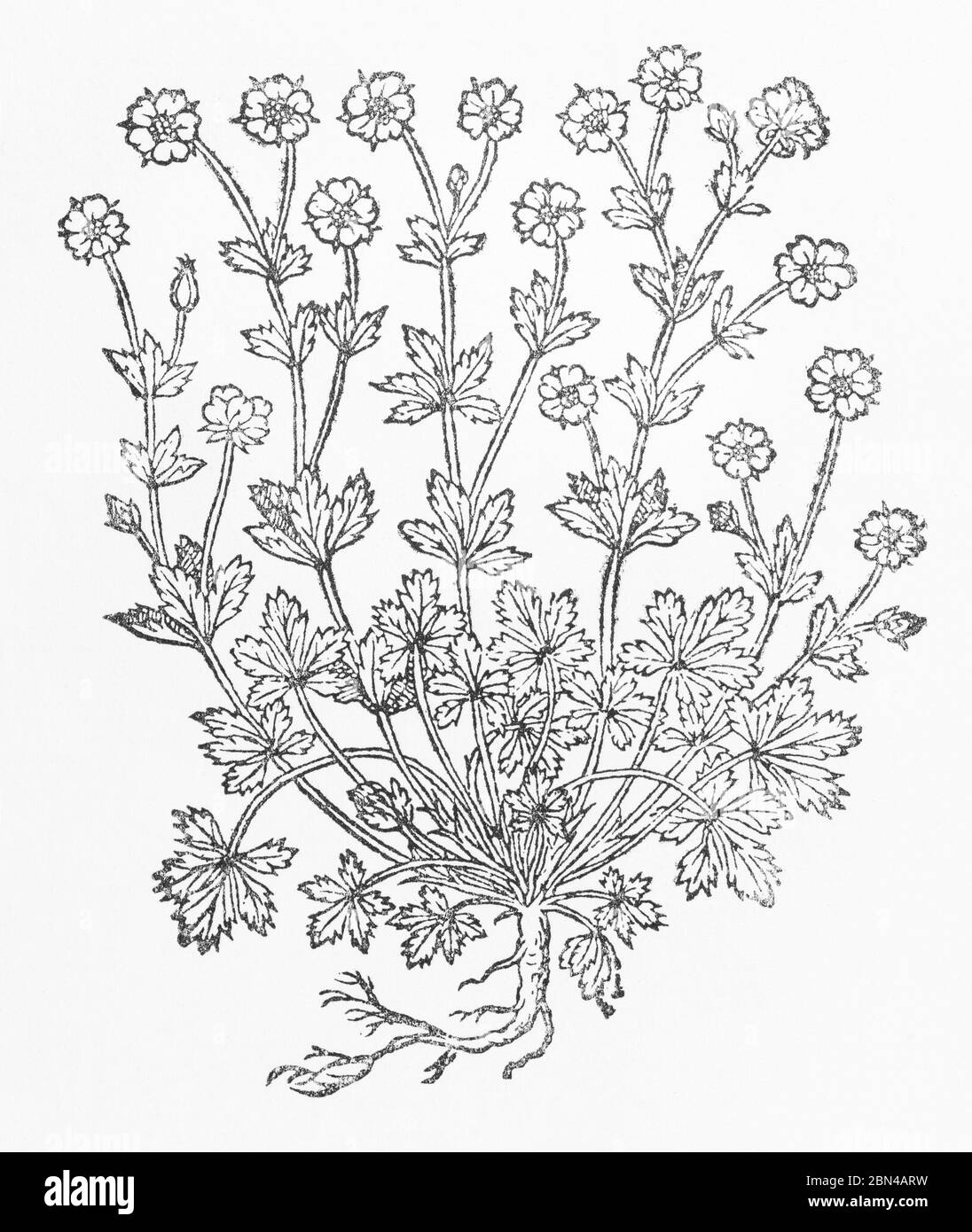 Spring Cinquefoil / Potentilla verna woodcut from Gerarde's Herball, History of Plants. He refers to it as Hoary Cinkfoil / Incana pentaphylla. P838 Stock Photo