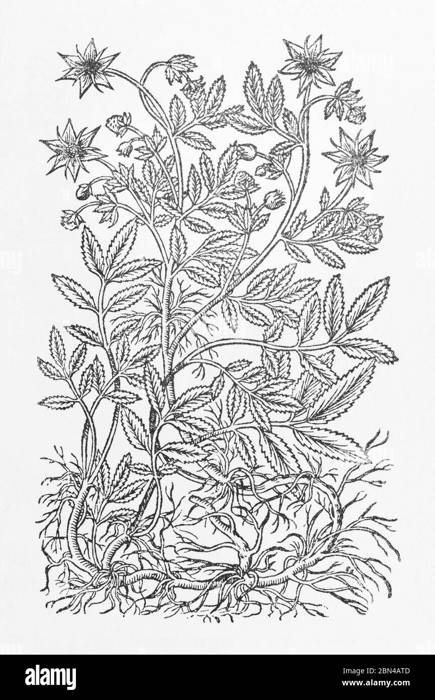 Marsh Cinquefoil / Comarum palustre syn. Potentilla palustris plant woodcut from Gerarde's Herball, History of Plants. P836 Stock Photo
