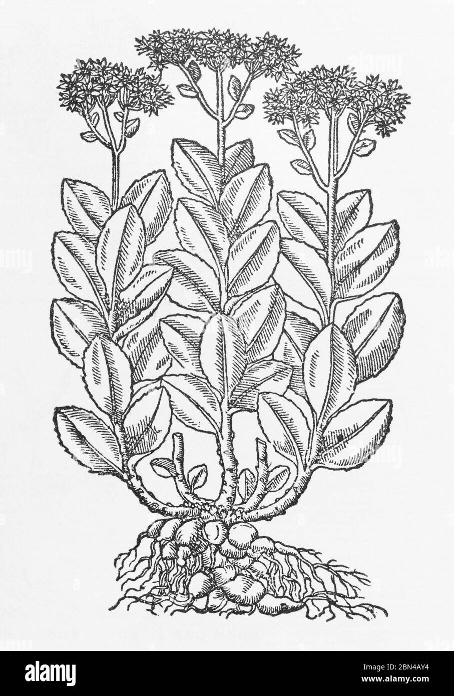 White Orpine / Sedum telephium plant woodcut from Gerarde's Herball, History of Plants. He refers to it as Common Orpyne. P416 Stock Photo