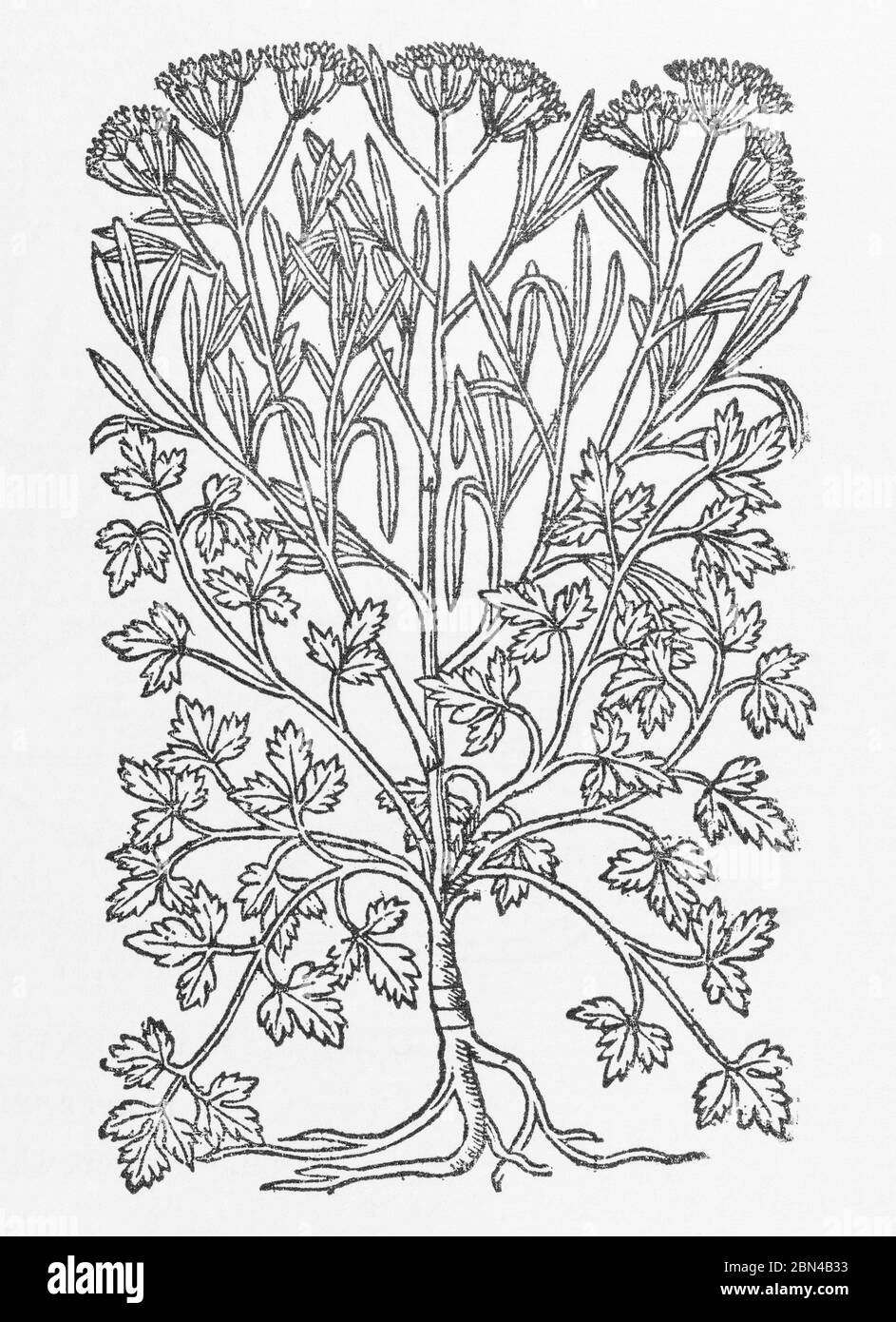 Garden Parsley / Carum petroselinum plant woodcut from Gerarde's Herball, History of Plants. He refers to it as Apium hortense. P861 Stock Photo