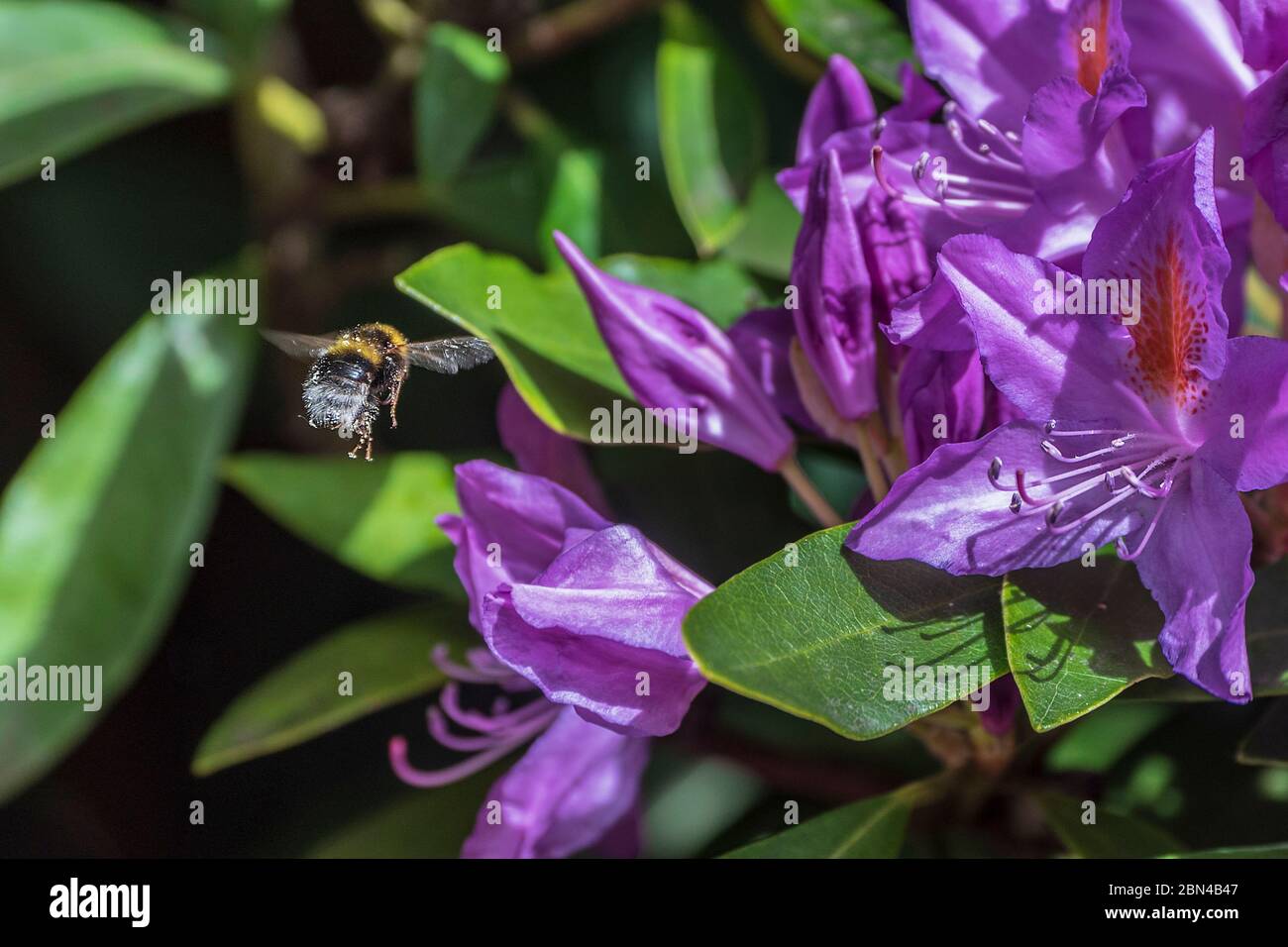 Bumblebee on rhododendron flowers. Stock Photo