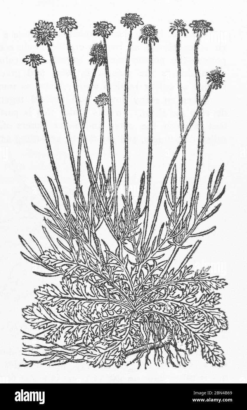 Scabious / Scabiosa columbaria plant woodcut from Gerarde's Herball, History of Plants. He refers to it as Scabiosa major vulgaris. P582 Stock Photo