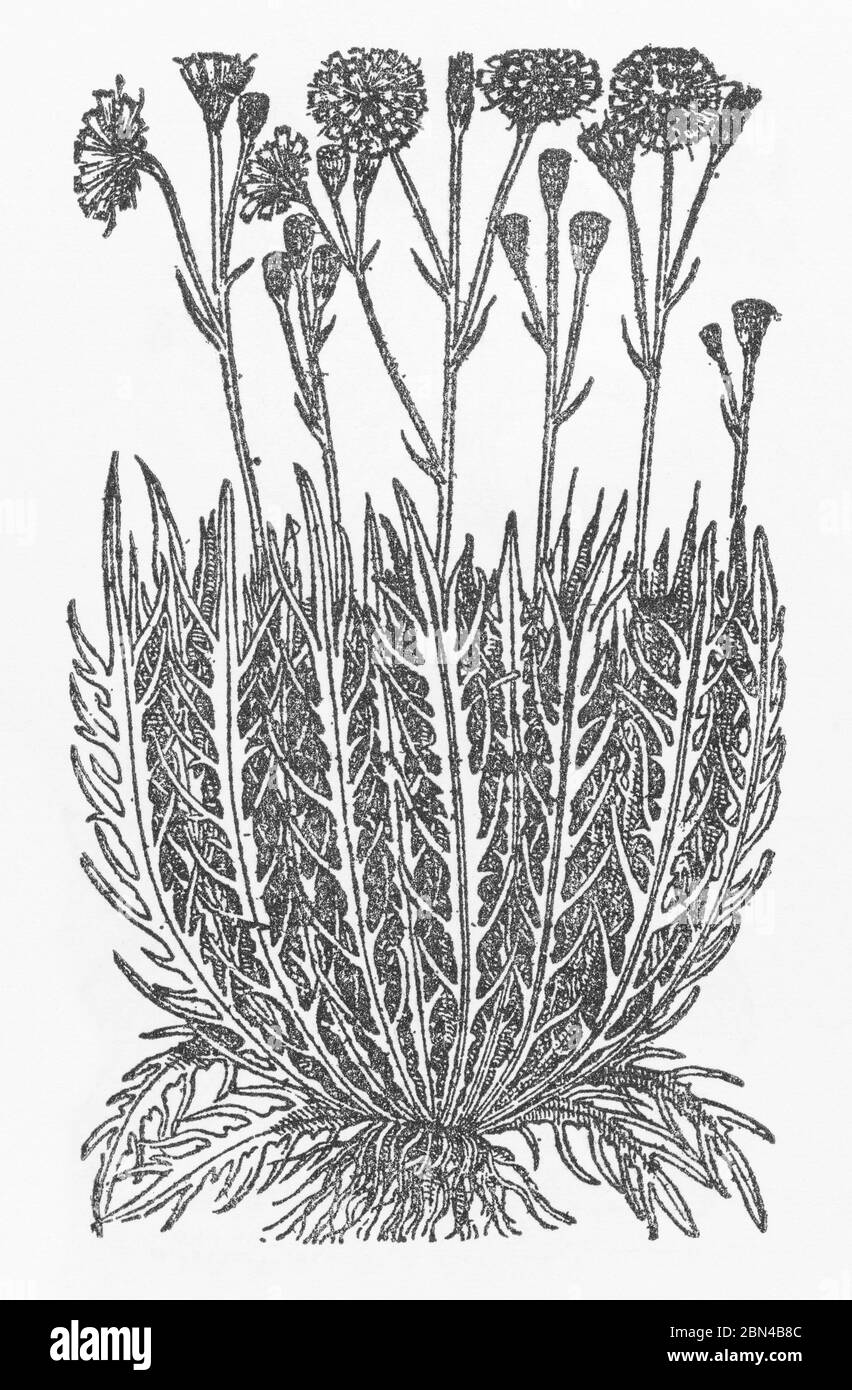 Black Hawkweed / Hieracium nigrum (Tabernaemontanus) plant woodcut from Gerarde's Herball, History of Plants. P233 Stock Photo