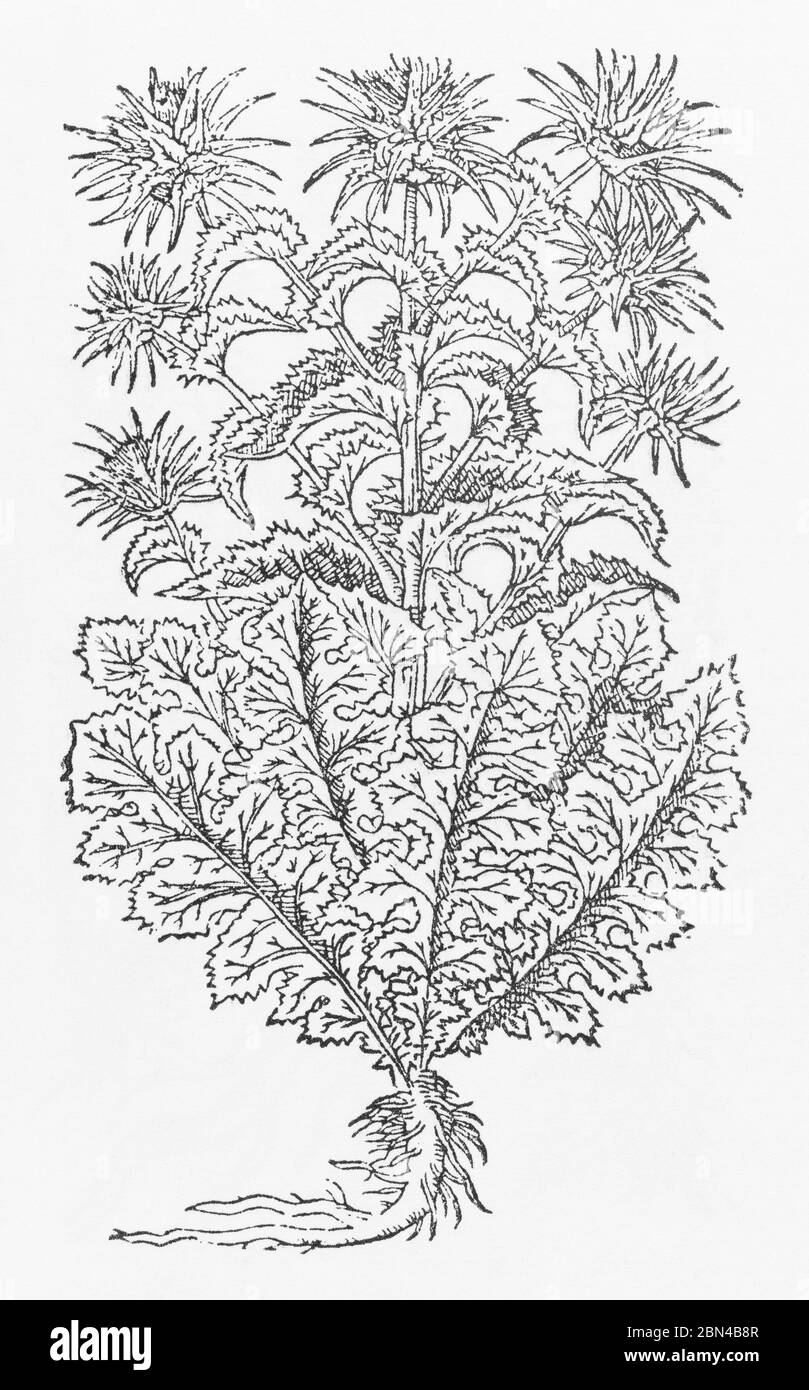 Milk Thistle / Silybum marianum plant woodcut from Gerarde's Herball, History of Plants. He refers to it as Ladies Thistle / Carduus Mariae. P989 Stock Photo