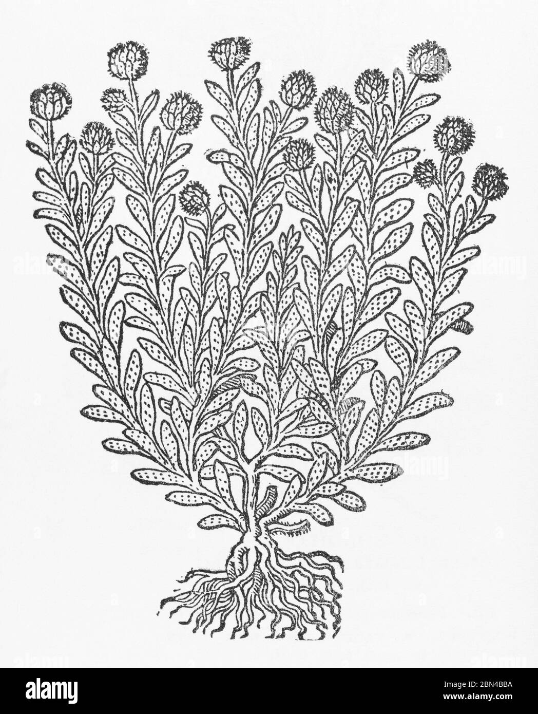 Cottonweed / Achillea maritima woodcut from Gerarde's Herball, History of Plants. He calls it Sea Cudweed / Gnaphalium marinum. P516 Stock Photo