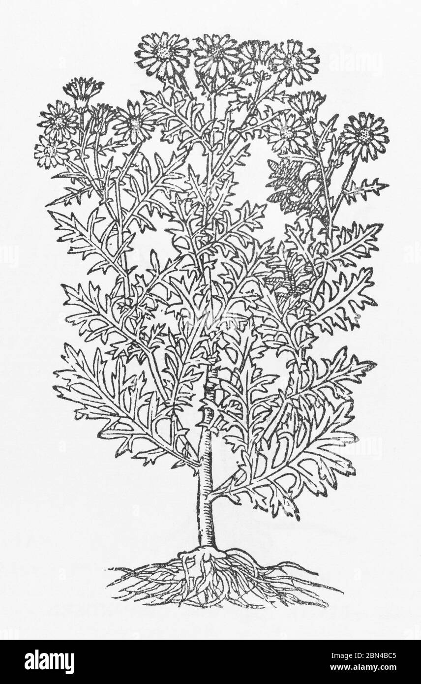 Ragwort / Senecio jacobaea plant woodcut from Gerarde's Herball, History of Plants. He refers to it as Iacobea. P218 Common UK weed. Stock Photo