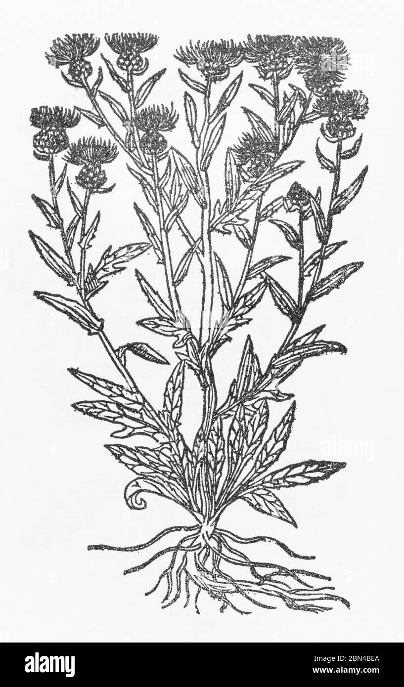 Black Knapweed / Centaurea nigra plant woodcut from Gerarde's Herball, History of Plants. P588 Medicinal plant used in herbal remedies. Stock Photo
