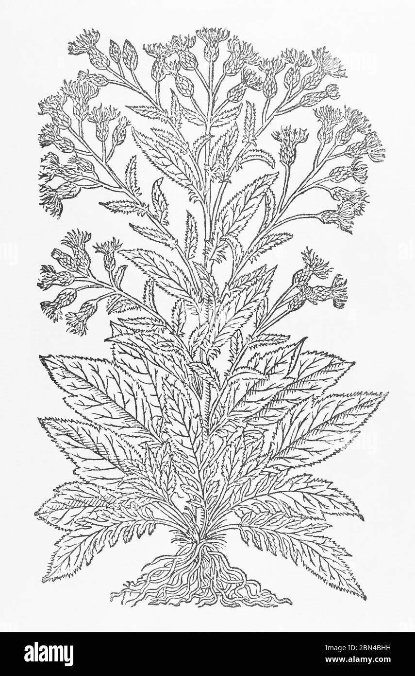 Common Saw-wort / Serratula tinctoria woodcut from Gerarde's Herball, History of Plants. He refers to it as Red Sawwort / Serratula flore rubro. P577 Stock Photo