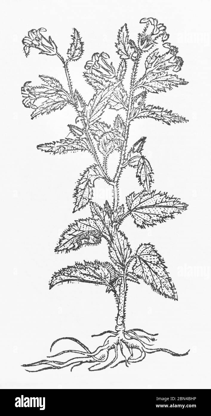 Nettle-Leaved Bell-flower / Campanula trachelium woodcut from Gerarde's Herball, History of Plants. He calls it Trachelium minus. P364 Stock Photo