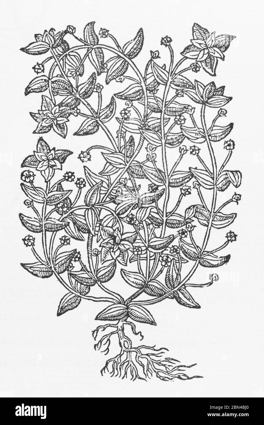 Scarlet Pimpernel / Anagallis arvensis woodcut from Gerarde's Herball, History of Plants. He refers to it as Male Pimpernell / Anagallis mas. P494 Stock Photo
