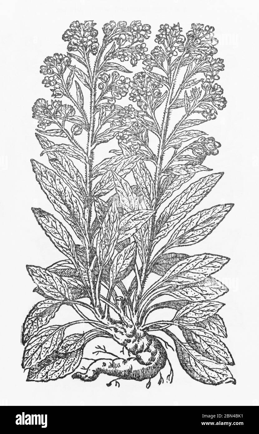 Hound's-Tongue / Cynoglossum officinale plant woodcut from Gerarde's Herball, History of Plants. P659. Hounds Tongue had a variety of uses as medicine Stock Photo