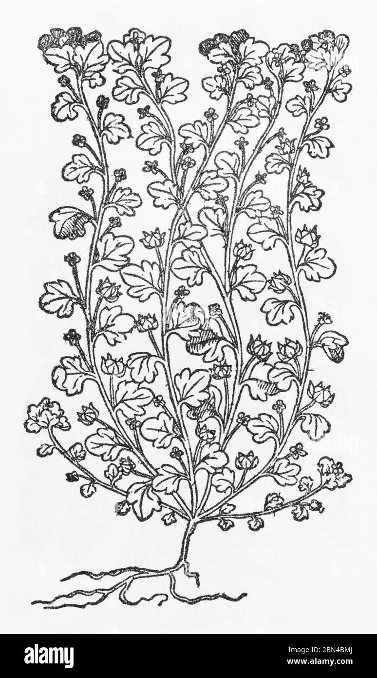 Ivy-Leaved Speedwell / Veronica hederifolia plant woodcut from Gerarde's Herball, History of Plants. He calls it Alsine Hederacea. P493 Stock Photo