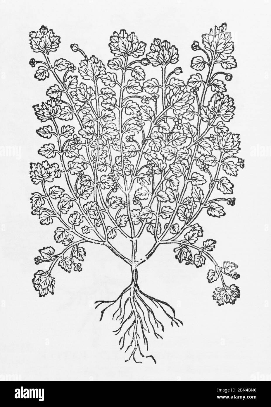 Green Field-Speedwell / Veronica agrestis plant woodcut from Gerarde's Herball, History of Plants. He calls it Alsine folijs Trissaginis. P492 Stock Photo