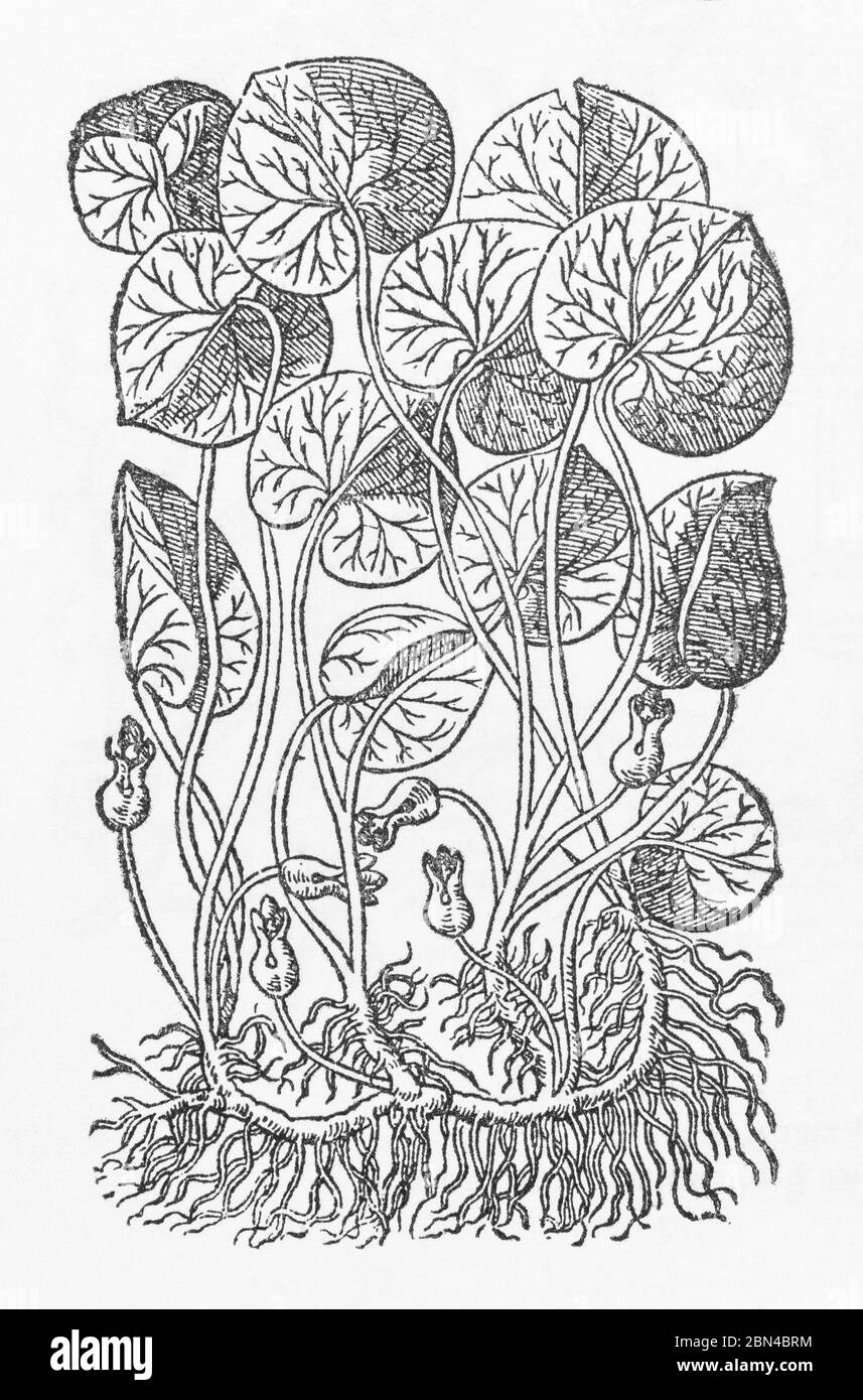Asabaracca / Asarum europaeum plant woodcut from Gerarde's Herball, History of Plants. He refers to it as Asarum. P688 Stock Photo