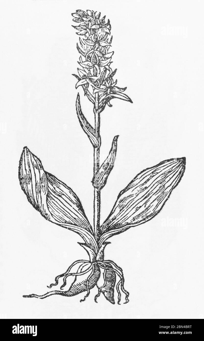 Small Butterfly Orchid / Habenaria bifolia woodcut from Gerarde's Herball, History of Plants. He calls it Bees Satyrion / Hermaphroditica. P162 Stock Photo