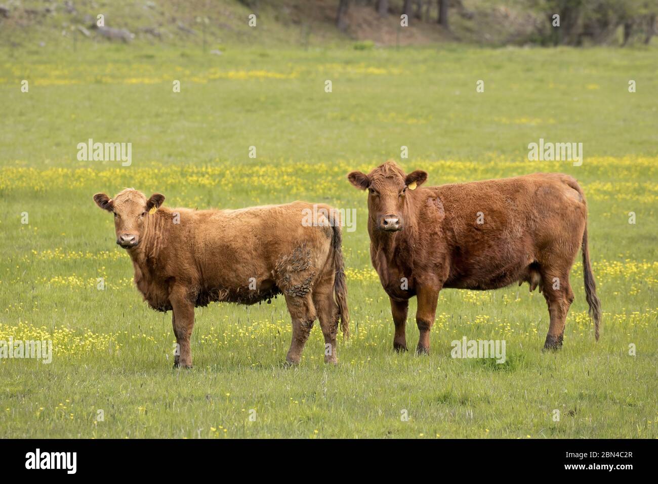 Two cows looking at the camera while grazing in a farm field in north Idaho. Stock Photo