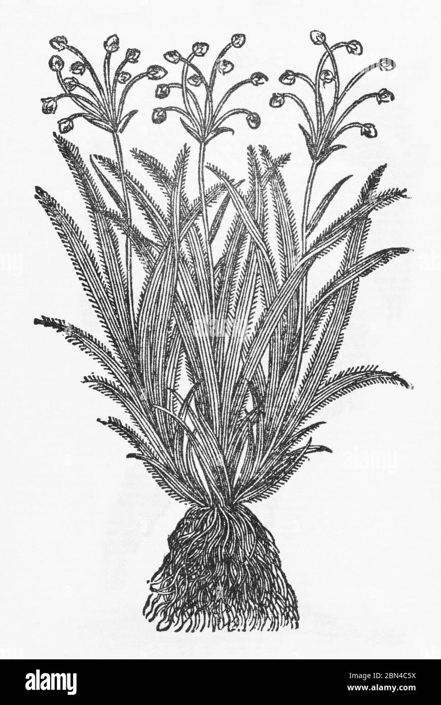 Hairy Wood Rush / Luzula pilosa woodcut from Gerarde's Herball, History of Plants. He refers to it as Hairy Wood Grass. P17 Stock Photo
