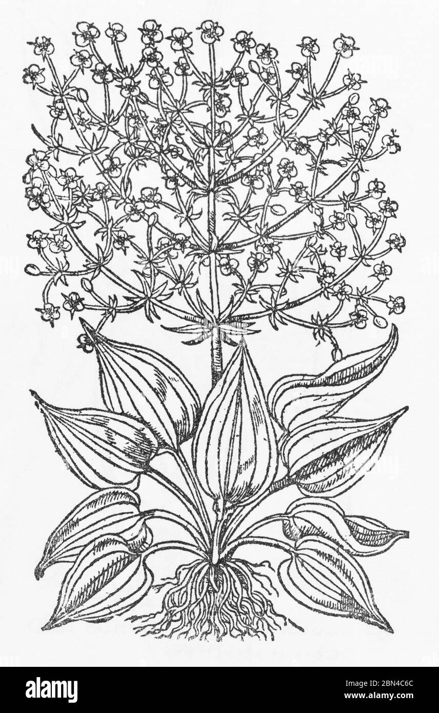 Water Plantain / Alisma plantago-aquatica plant woodcut from Gerarde's Herball, History of Plants. He refers to it as Plantago aquatica. P337 Stock Photo