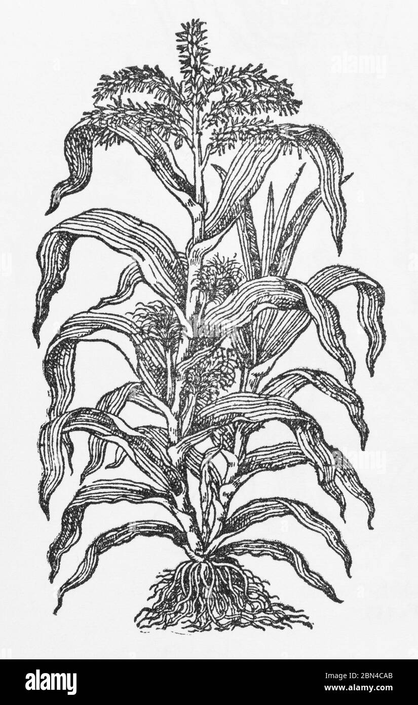 Turkey Corne / Frumentum Turcicum woodcut from Gerarde's Herball, History of Plants. This is a type of Maize (Zea) P75. See NOTES Stock Photo