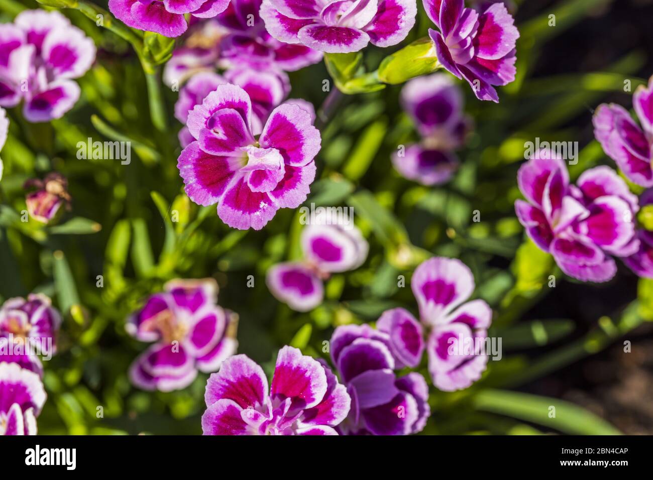 Close up view of pink dianthus on background. Beautiful backgrounds. Postcard. Stock Photo