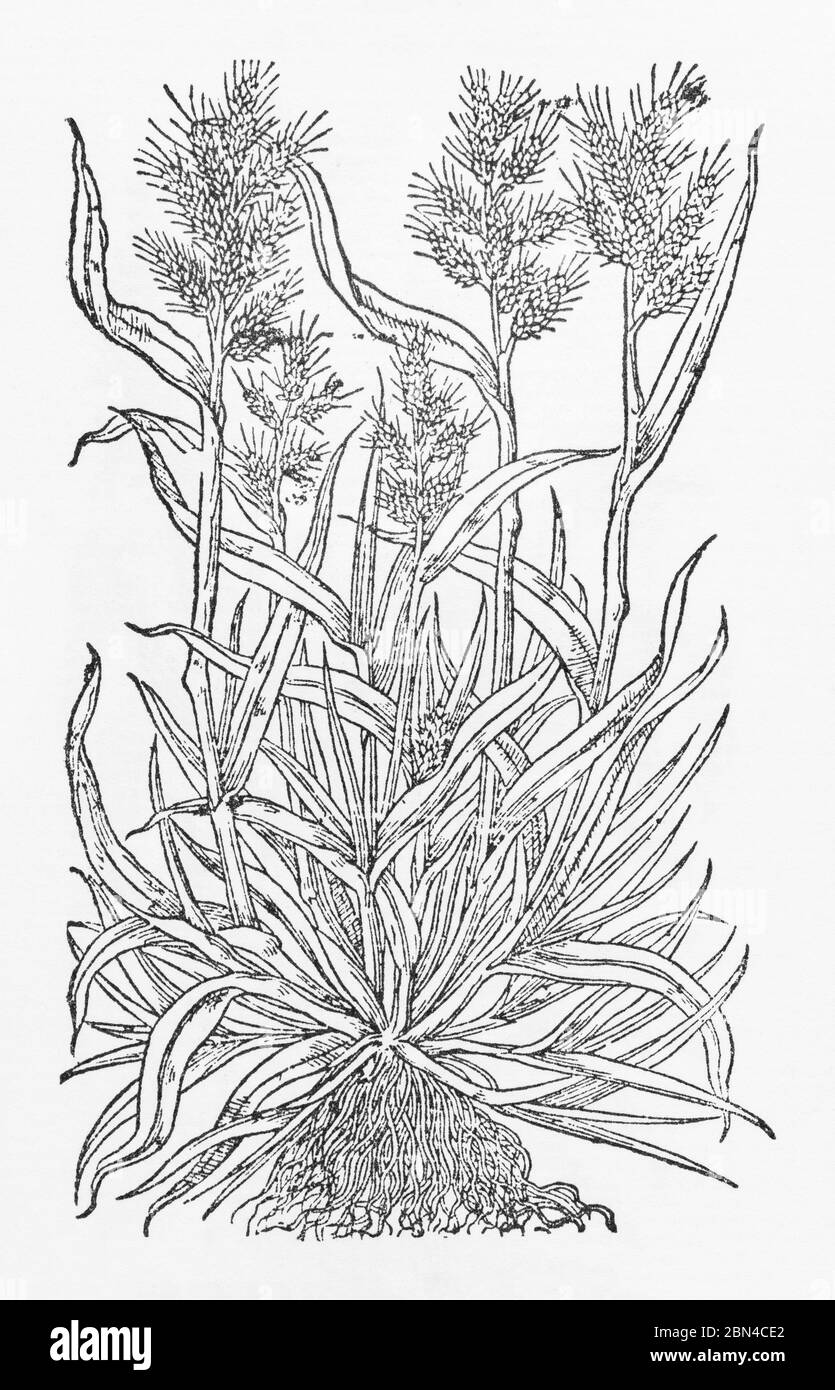 Panick grass / Echinochloa crus-galli woodcut from Gerarde's Herball, History of Plants. He calls it Bearded Grass / Gramen Paniceum. P15 Stock Photo