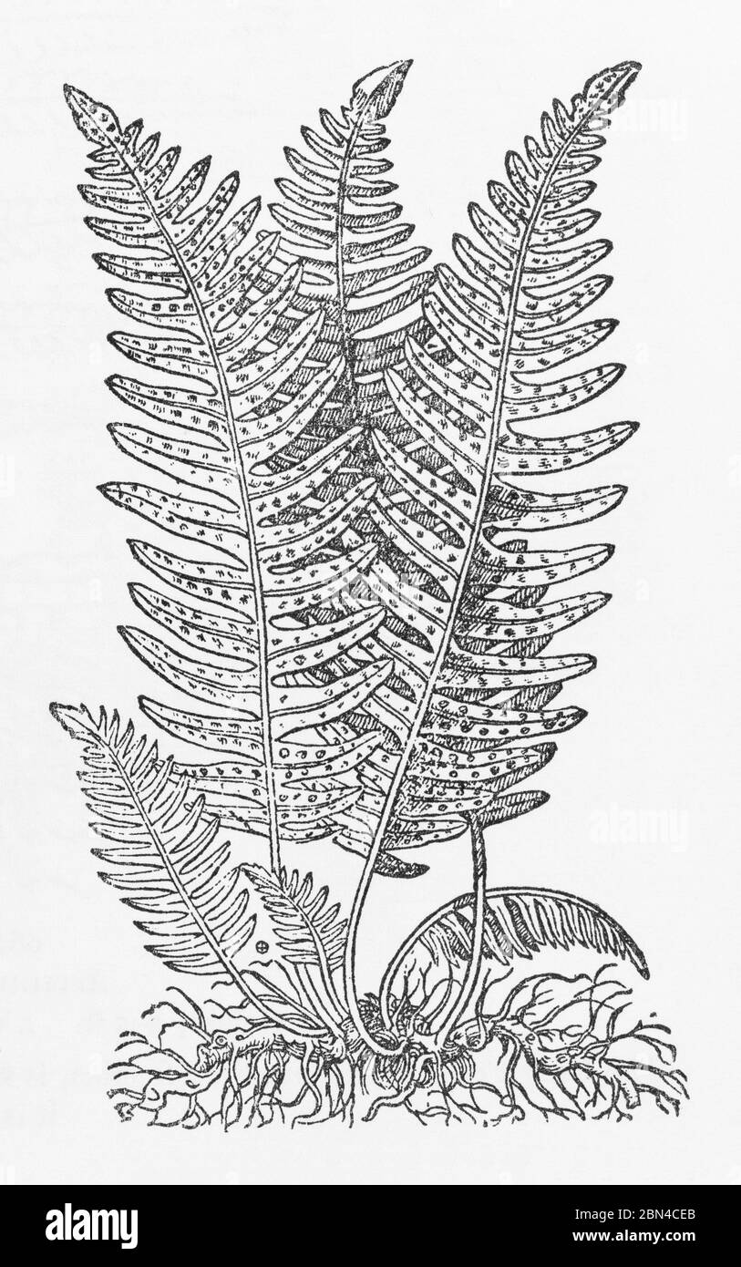 Common Polypody / Polypodium vulgare woodcut from Gerarde's Herball, History of Plants. He refers to it as Wall Ferne. P972 Stock Photo