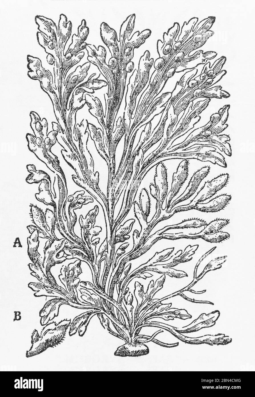 Bladderwrack / Fucus vesiculosus woodcut from Gerarde's Herball, History of Plants. He calls it the old name Sea Oak / Quercus marinus. P1378 See NOTE Stock Photo