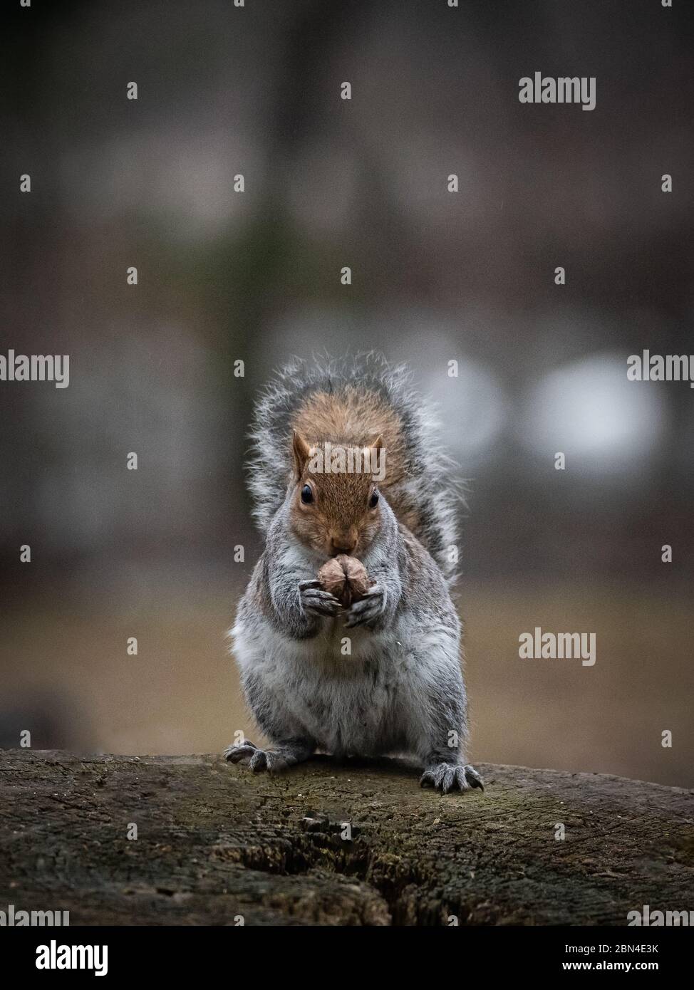 Gray squirrel sitting on a tree trunk eats a nut holding it between its front legs Stock Photo