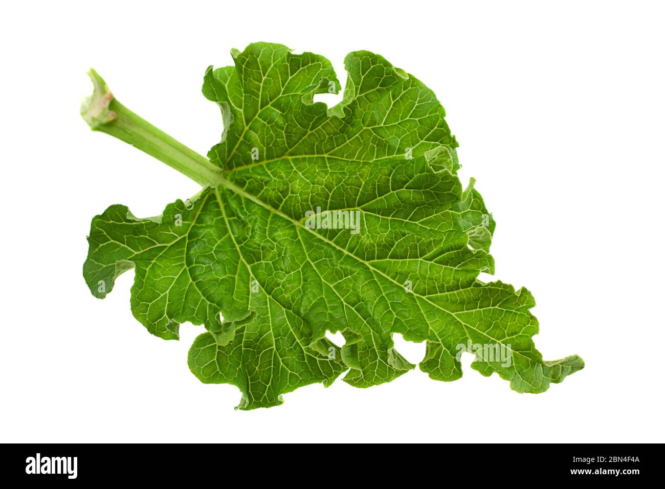 Rhubarb leaf closeup isolated on white background Stock Photo