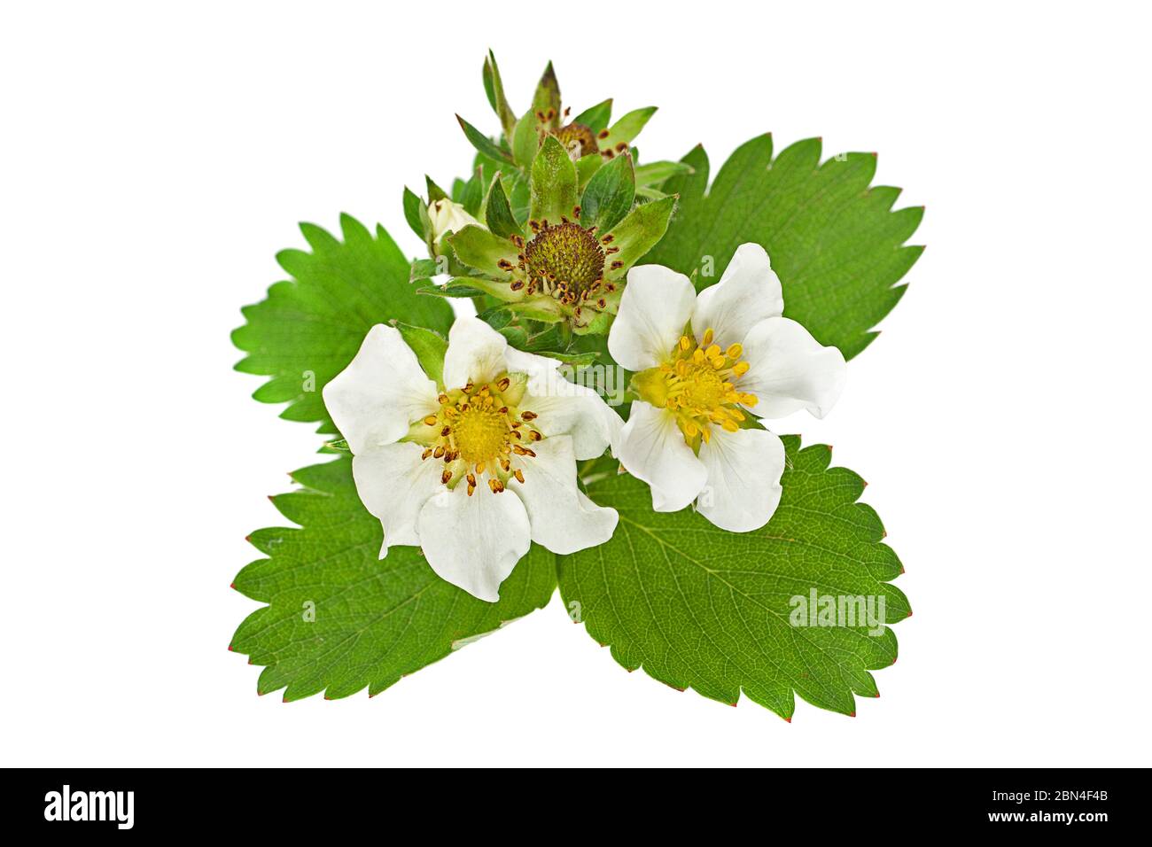 Strawberry flower with leaf isolated on white Stock Photo - Alamy
