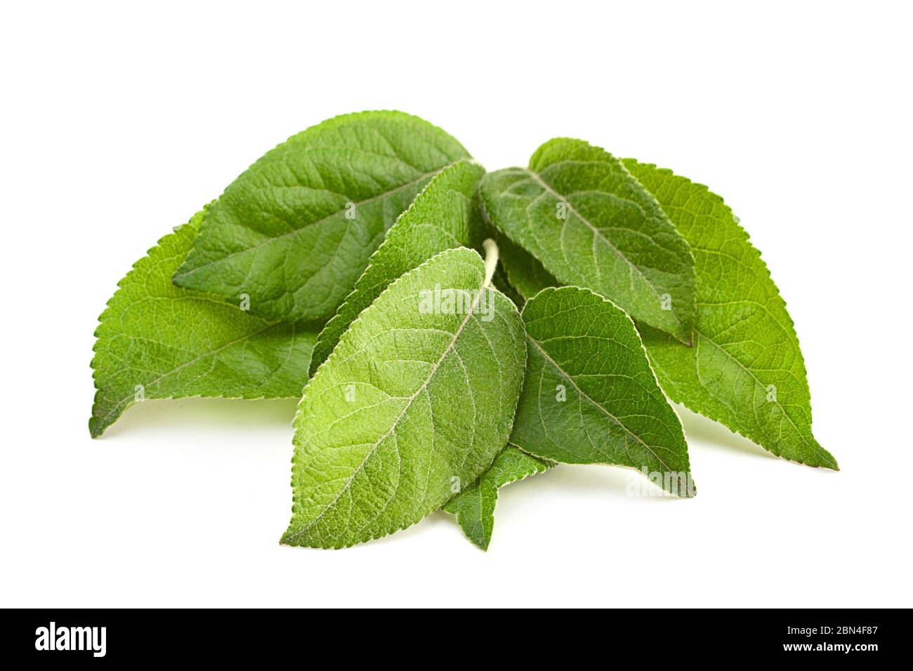 Apple leaf closeup isolated on white background Stock Photo
