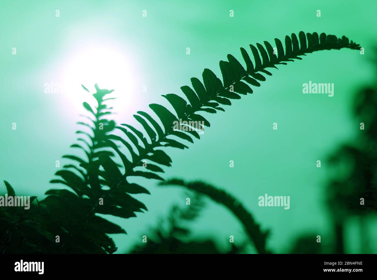 Green leaves against bright sun hi-res stock photography and images - Alamy