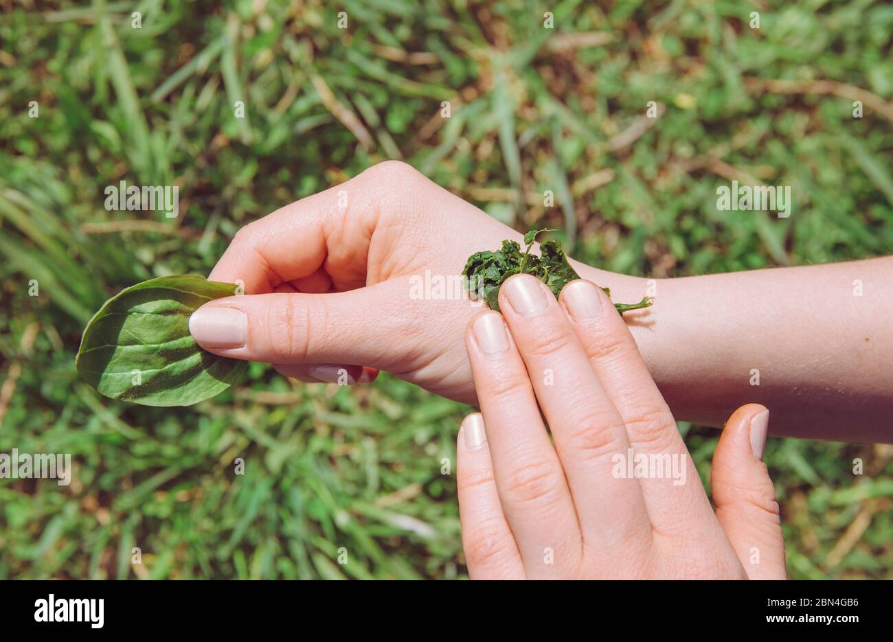 Person hand holding and healing wound with antibacterial plant mixture of Plantago major, broadleaf plantain, white man's foot, or greater plantain. Stock Photo
