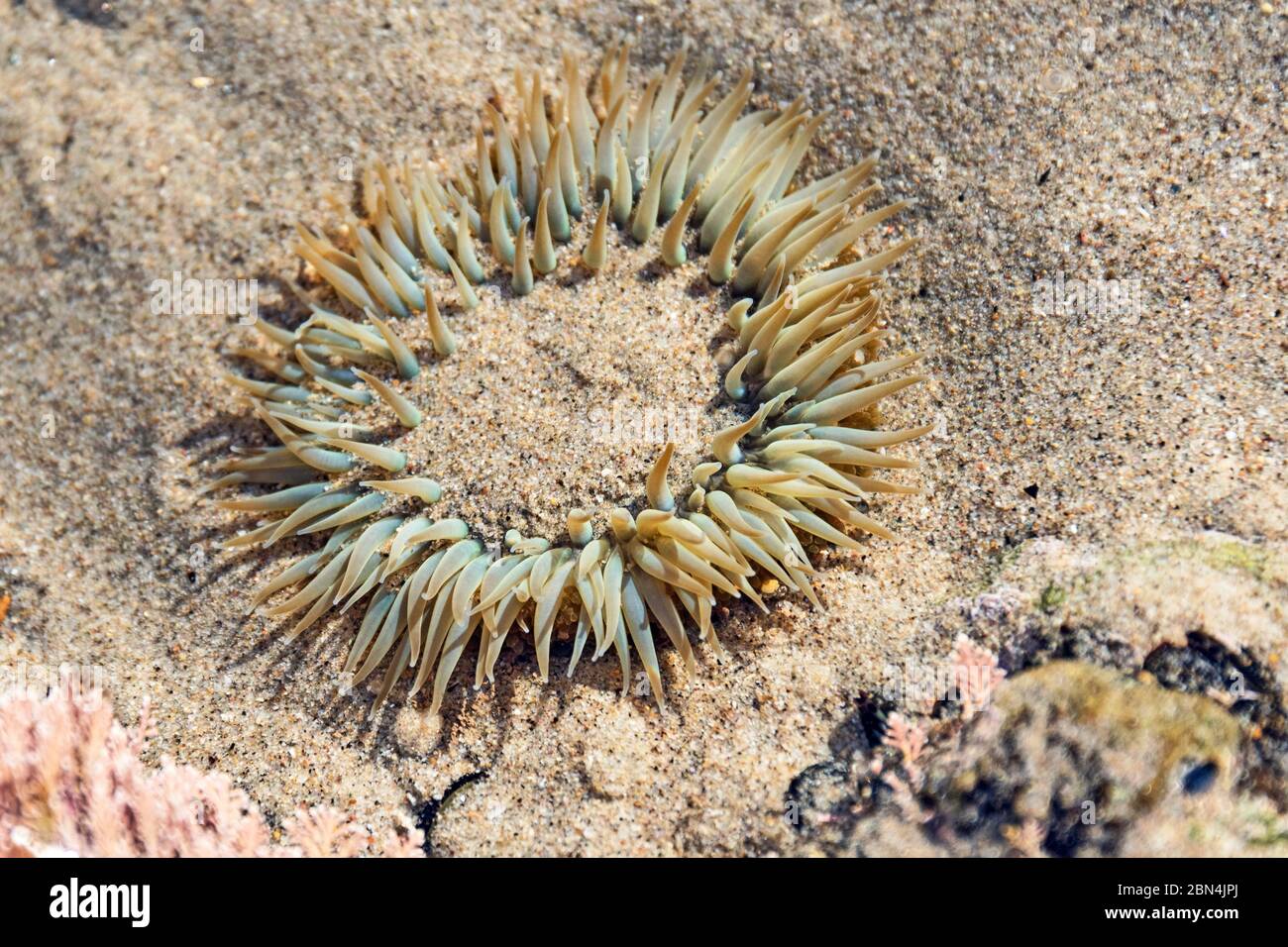 Sunburst Anemone (Anthopleura sola) partially covered in sand in a tidepool at Leo Carrillo State Park, Malibu, California. Stock Photo