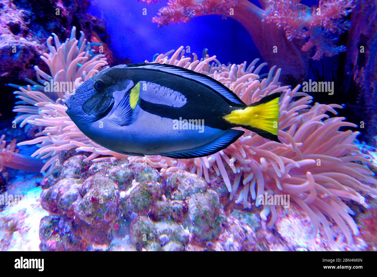 Blue fish with with yellow tail. Blue tang or Regal tang or Palette surgeonfish (Paracanthurus hepatus ) Stock Photo